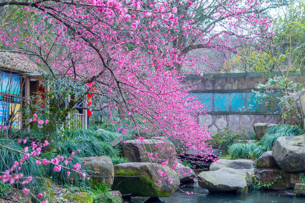 别去日本赏樱了,国内这些地方的樱花即将成片绽放 别去日本赏樱了,国内这些地方的樱花即将成片绽放