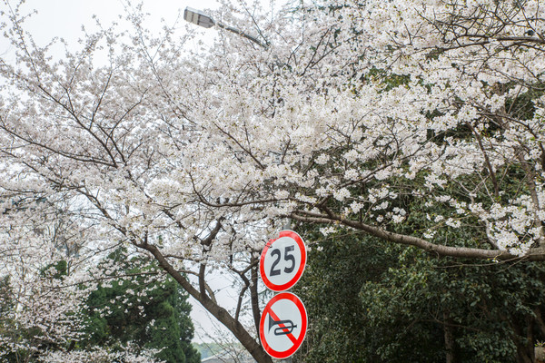 别去日本赏樱了,国内这些地方的樱花即将成片绽放 别去日本赏樱了,国内这些地方的樱花即将成片绽放