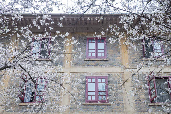 别去日本赏樱了,国内这些地方的樱花即将成片绽放 别去日本赏樱了,国内这些地方的樱花即将成片绽放