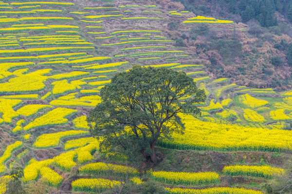 别去日本赏樱了,国内这些地方的樱花即将成片绽放 别去日本赏樱了,国内这些地方的樱花即将成片绽放