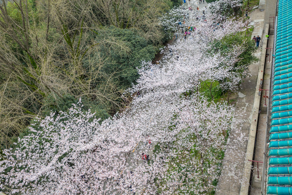 别去日本赏樱了,国内这些地方的樱花即将成片绽放 别去日本赏樱了,国内这些地方的樱花即将成片绽放