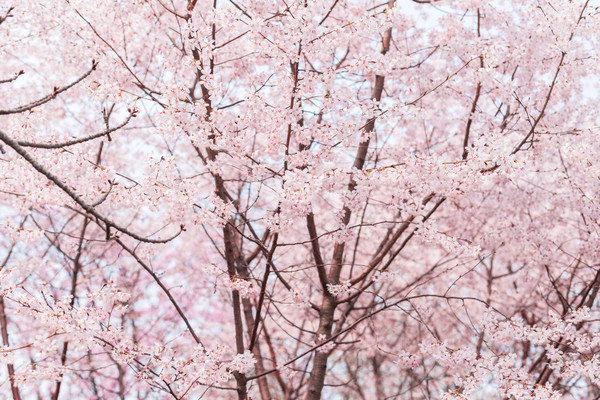 别去日本赏樱了,国内这些地方的樱花即将成片绽放 别去日本赏樱了,国内这些地方的樱花即将成片绽放