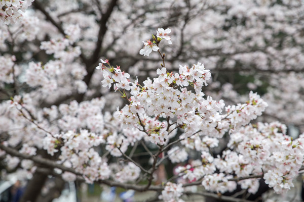 别去日本赏樱了,国内这些地方的樱花即将成片绽放 别去日本赏樱了,国内这些地方的樱花即将成片绽放