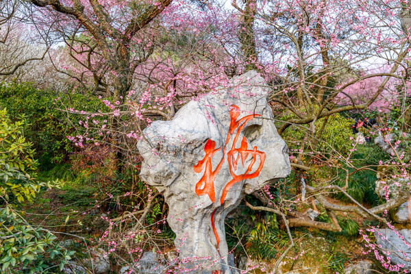 别去日本赏樱了,国内这些地方的樱花即将成片绽放 别去日本赏樱了,国内这些地方的樱花即将成片绽放