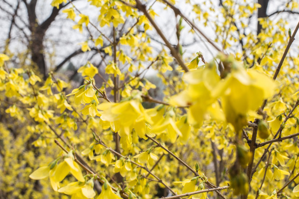 别去日本赏樱了,国内这些地方的樱花即将成片绽放 别去日本赏樱了,国内这些地方的樱花即将成片绽放