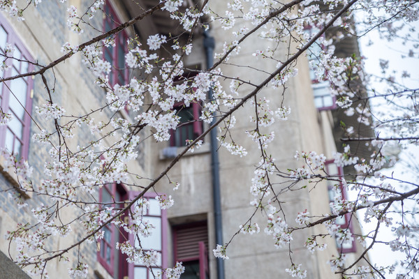 别去日本赏樱了,国内这些地方的樱花即将成片绽放 别去日本赏樱了,国内这些地方的樱花即将成片绽放
