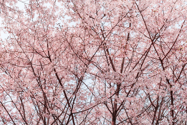 别去日本赏樱了,国内这些地方的樱花即将成片绽放 别去日本赏樱了,国内这些地方的樱花即将成片绽放