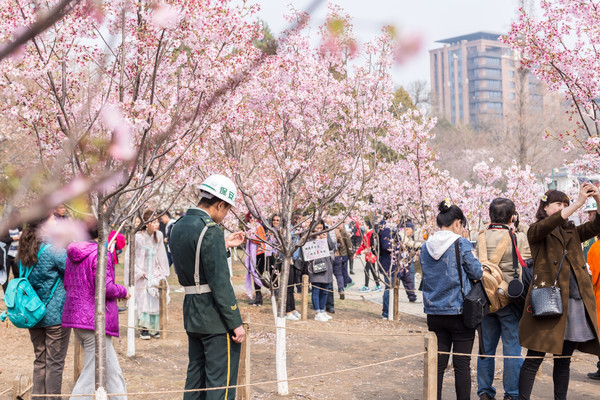 别去日本赏樱了,国内这些地方的樱花即将成片绽放 别去日本赏樱了,国内这些地方的樱花即将成片绽放