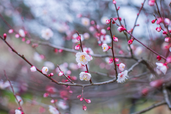 别去日本赏樱了,国内这些地方的樱花即将成片绽放 别去日本赏樱了,国内这些地方的樱花即将成片绽放