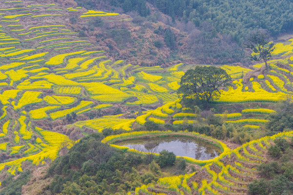 别去日本赏樱了,国内这些地方的樱花即将成片绽放 别去日本赏樱了,国内这些地方的樱花即将成片绽放