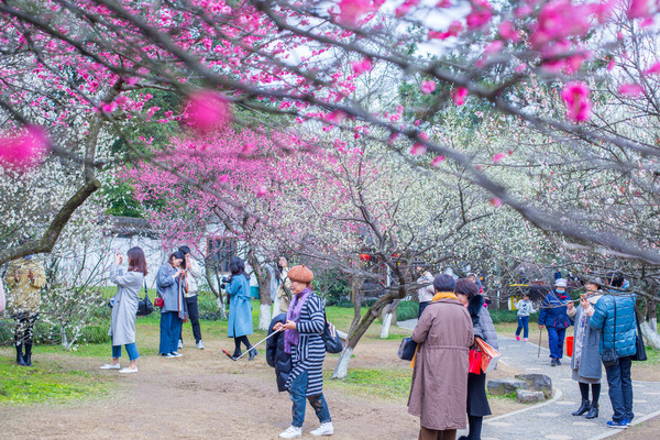 别去日本赏樱了,国内这些地方的樱花即将成片绽放 别去日本赏樱了,国内这些地方的樱花即将成片绽放