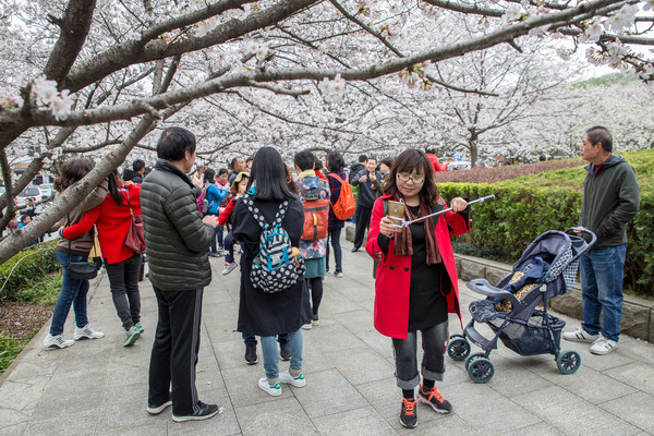 别去日本赏樱了,国内这些地方的樱花即将成片绽放 别去日本赏樱了,国内这些地方的樱花即将成片绽放