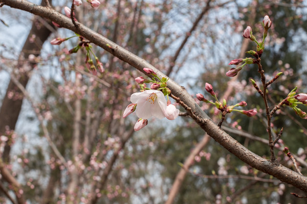 别去日本赏樱了,国内这些地方的樱花即将成片绽放 别去日本赏樱了,国内这些地方的樱花即将成片绽放