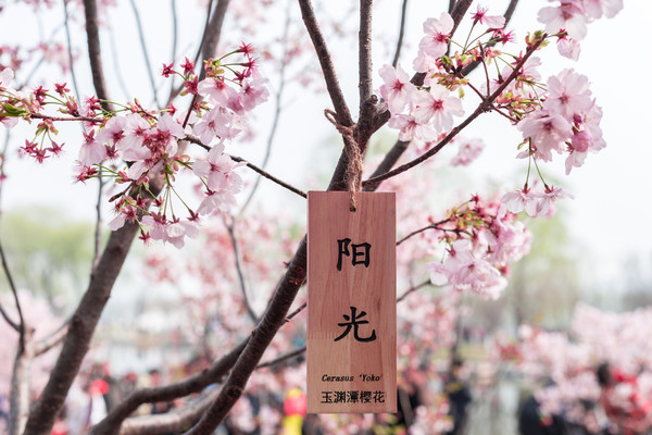 别去日本赏樱了,国内这些地方的樱花即将成片绽放 别去日本赏樱了,国内这些地方的樱花即将成片绽放