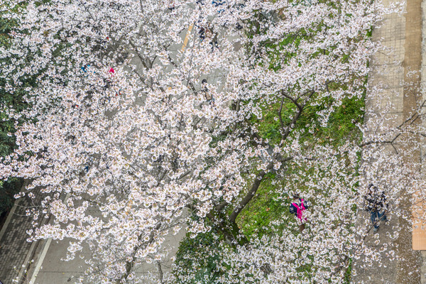 别去日本赏樱了,国内这些地方的樱花即将成片绽放 别去日本赏樱了,国内这些地方的樱花即将成片绽放