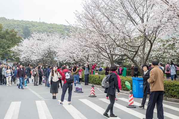 别去日本赏樱了,国内这些地方的樱花即将成片绽放 别去日本赏樱了,国内这些地方的樱花即将成片绽放