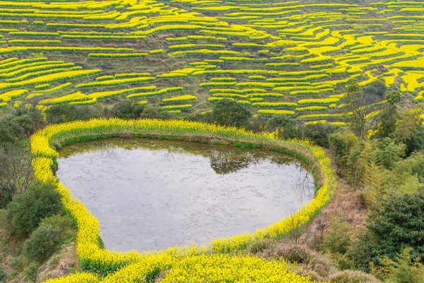 别去日本赏樱了,国内这些地方的樱花即将成片绽放 别去日本赏樱了,国内这些地方的樱花即将成片绽放