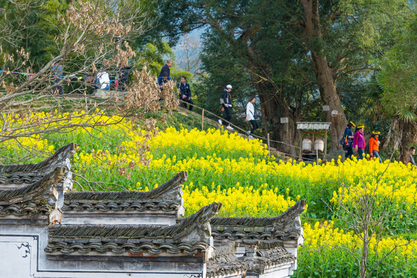 别去日本赏樱了,国内这些地方的樱花即将成片绽放 别去日本赏樱了,国内这些地方的樱花即将成片绽放