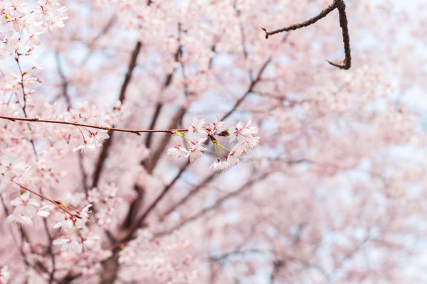别去日本赏樱了,国内这些地方的樱花即将成片绽放 别去日本赏樱了,国内这些地方的樱花即将成片绽放