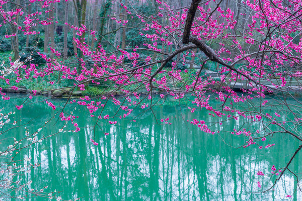 别去日本赏樱了,国内这些地方的樱花即将成片绽放 别去日本赏樱了,国内这些地方的樱花即将成片绽放