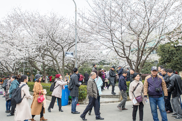 别去日本赏樱了,国内这些地方的樱花即将成片绽放 别去日本赏樱了,国内这些地方的樱花即将成片绽放