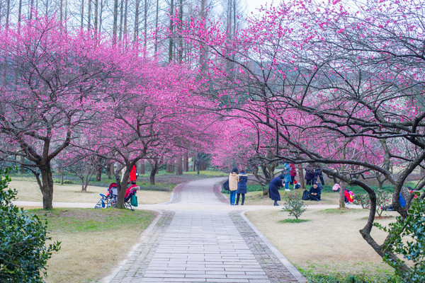 别去日本赏樱了,国内这些地方的樱花即将成片绽放 别去日本赏樱了,国内这些地方的樱花即将成片绽放