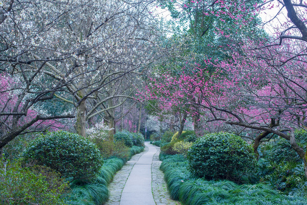 别去日本赏樱了,国内这些地方的樱花即将成片绽放 别去日本赏樱了,国内这些地方的樱花即将成片绽放
