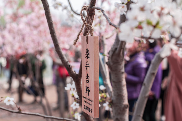 别去日本赏樱了,国内这些地方的樱花即将成片绽放 别去日本赏樱了,国内这些地方的樱花即将成片绽放