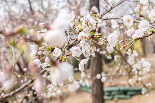别去日本赏樱了,国内这些地方的樱花即将成片绽放 别去日本赏樱了,国内这些地方的樱花即将成片绽放