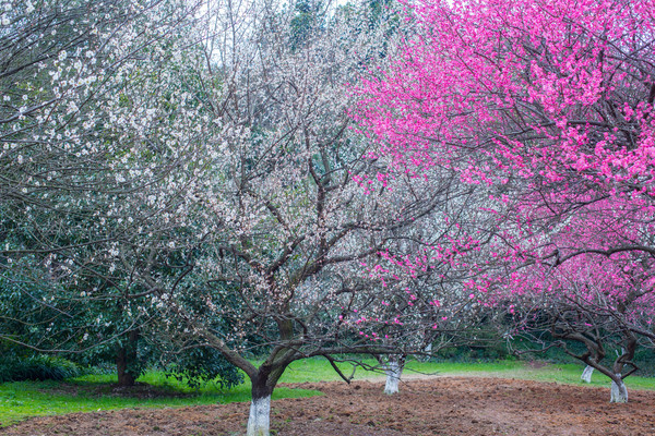别去日本赏樱了,国内这些地方的樱花即将成片绽放 别去日本赏樱了,国内这些地方的樱花即将成片绽放