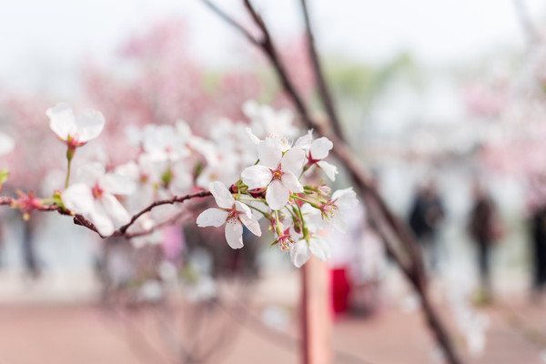 别去日本赏樱了,国内这些地方的樱花即将成片绽放 别去日本赏樱了,国内这些地方的樱花即将成片绽放