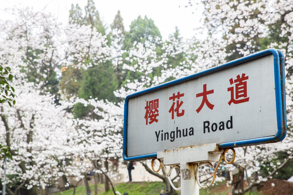 别去日本赏樱了,国内这些地方的樱花即将成片绽放 别去日本赏樱了,国内这些地方的樱花即将成片绽放