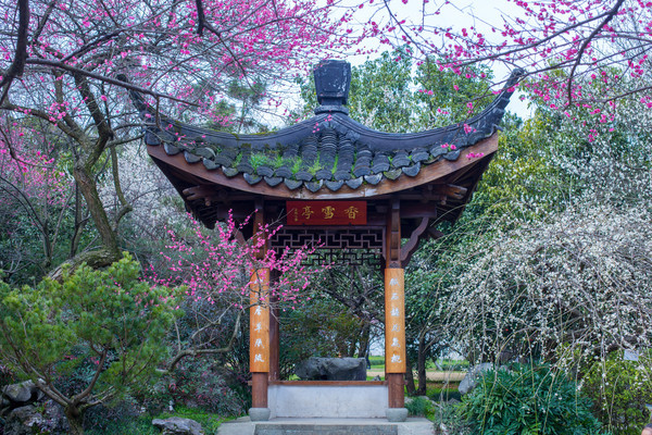 别去日本赏樱了,国内这些地方的樱花即将成片绽放 别去日本赏樱了,国内这些地方的樱花即将成片绽放