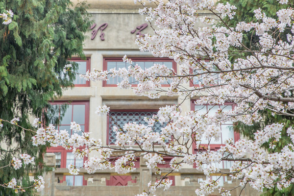 别去日本赏樱了,国内这些地方的樱花即将成片绽放 别去日本赏樱了,国内这些地方的樱花即将成片绽放