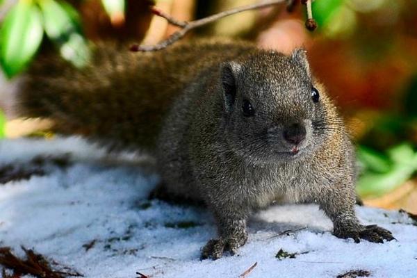 三只松鼠党委书记：芜湖这座城市对年轻人很友好