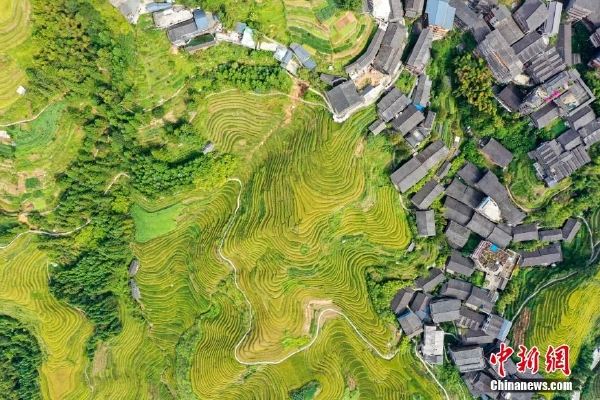 旅行者与甘雨:拔萝卜奇遇记 - 【街玩游戏资讯】-Tencent资讯|旅行者,甘雨,萝卜