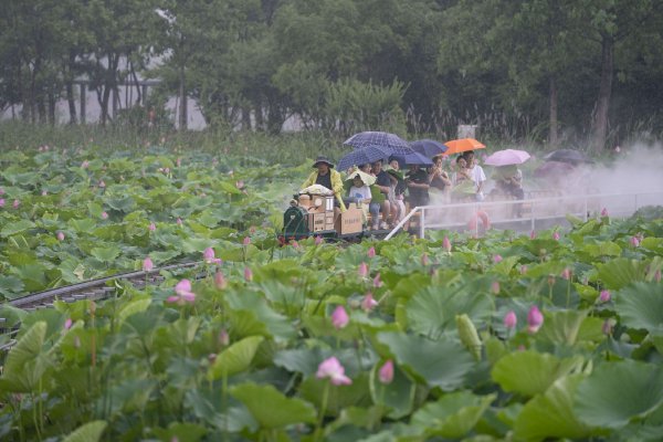 合肥：市民陶冲湖公园雨中赏荷