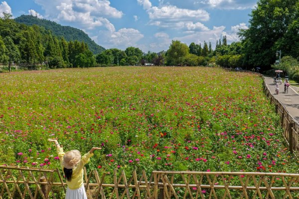 贵州贵阳：花溪十里河滩绚丽花海醉游人