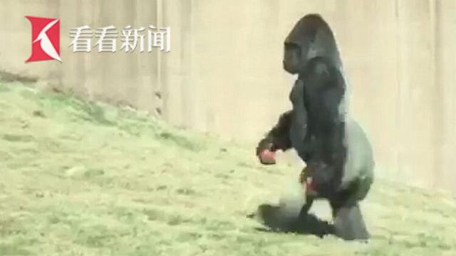 【“洁癖”大猩猩站立行走惊呆游客:绝不弄脏手和食物!】美国费城动物园的大...