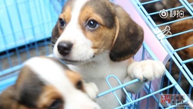 视频:最萌“公务员”!浙江31只小警犬集中配发啦