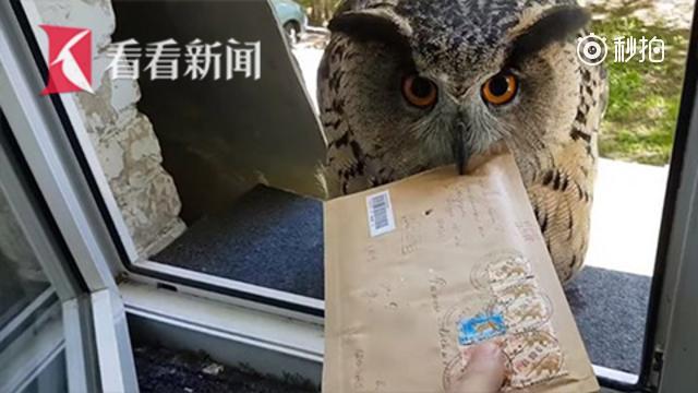 【猫头鹰站在窗外等送信 网友:是霍格沃兹入学通知书吗?】俄罗斯网友妮卡(...