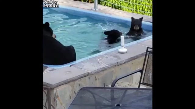 视频：熊妈妈每天带熊宝宝闯泳池游泳