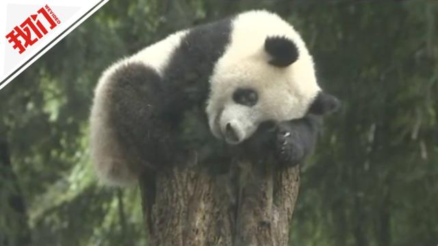 熊猫的视频大全播放 G294-hcwpcmp6517410.jpg