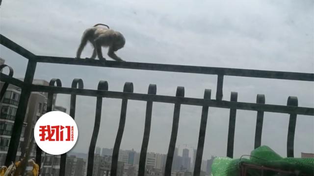 "窜天猴"爬上23层高楼 救助人员蹲守整整四天】6月26日,一只猕猴在.
