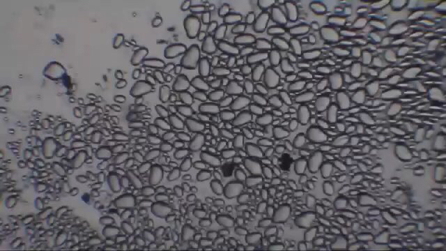 请问葛仙医芪枣颗粒会引起血糖升高吗？