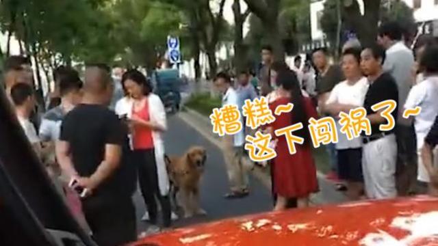 金毛犬撞坏兰博基尼 经协商狗主人赔车主4500