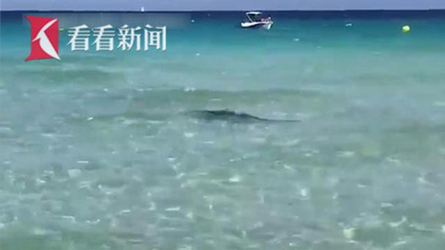 3米鲨鱼游到岸边吓坏游客 疑因头部受伤迷失方向