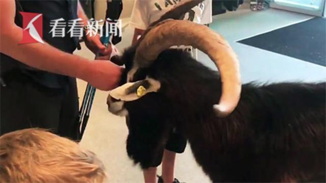 又有动物成精了!山羊难耐酷暑走进商店蹭空调 离开时一步三回头