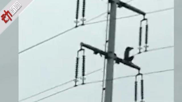 南京一男子爬上高压电塔 脱衣挥舞触电坠亡