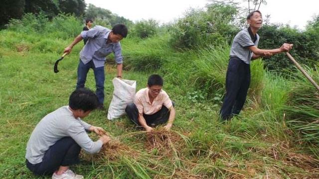 肝受损,用蒲公英泡水喝,连喝2个月,大小肝病绕